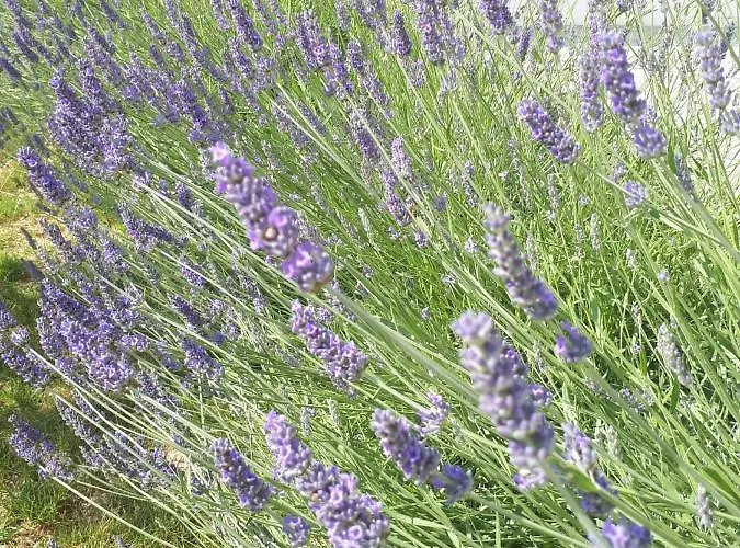 Sladana Apartman Zadar